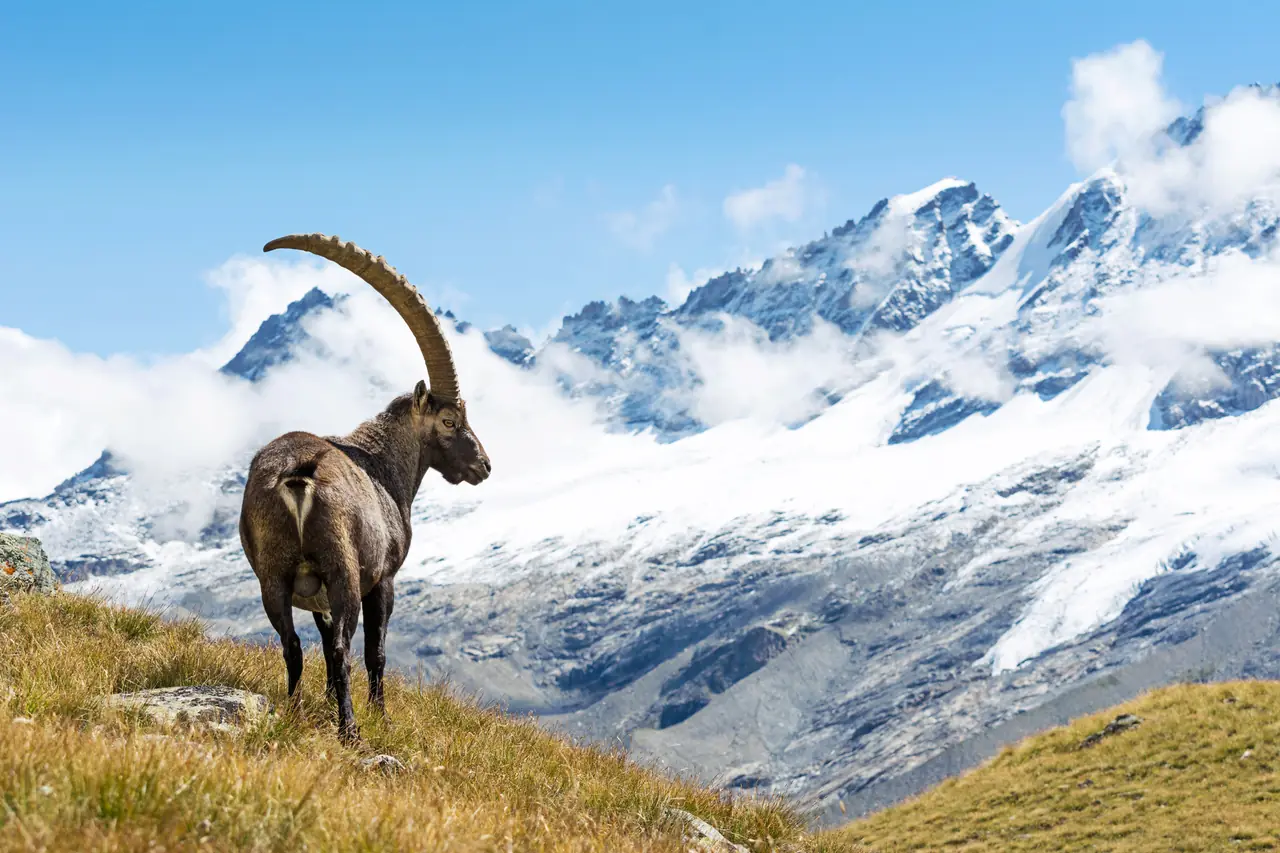Kozoroh nad zasněženými štíty v národním parku Gran Paradiso