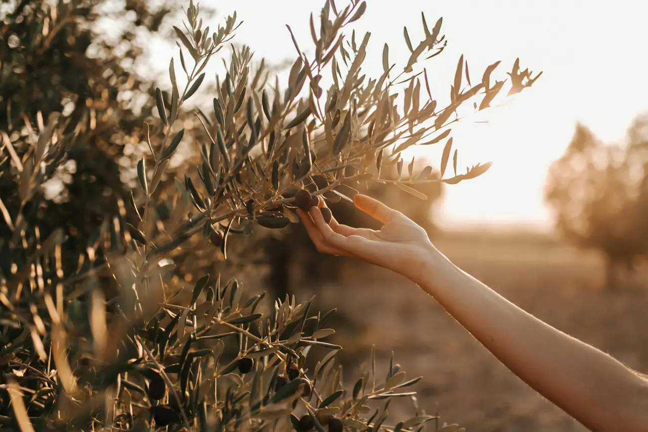 A serene scene of a hand gently reaching for an olive tree branch in golden sunset light.