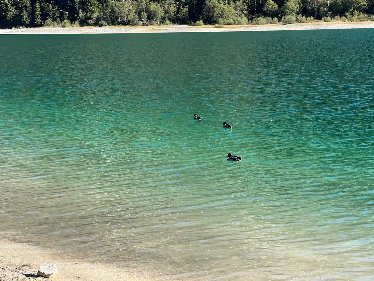 Průzračná zelenomodrá voda Lago del Predil s kachnami u břehu
