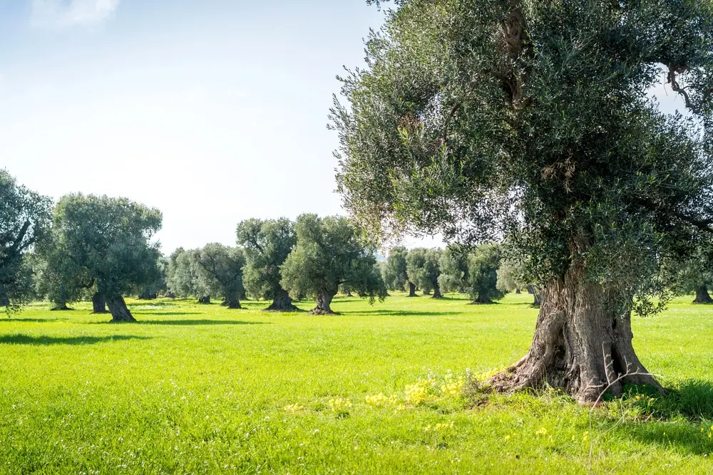 Staré olivovníky s mohutnými kmeny v italském olivovém háji, symbolizující dlouhou historii pěstování oliv v Apulii, Kalábrii a Toskánsku.