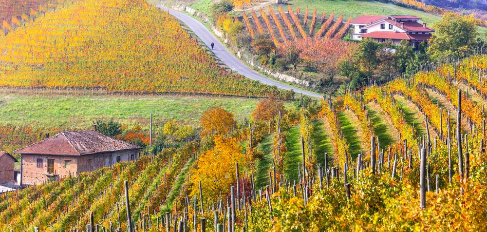Řady piemontských vinohradu v zlatooranžových podzimních barvách vendemmia, klikatá silnice mezi farmami na kopcích Langhe