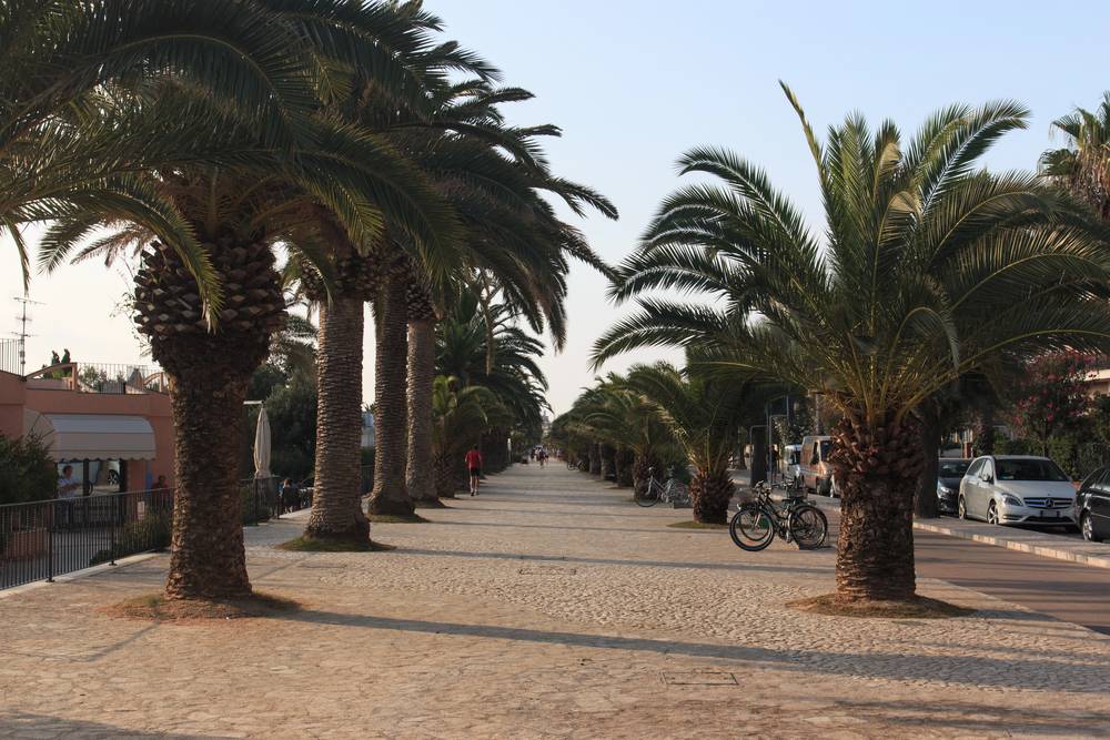Dlážděná promenáda v San Benedetto del Tronto lemovaná řadami vysokých palem, kola zaparkovaná u stromů, v pozadí procházející lidé.